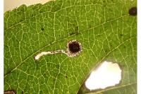 Bucculatrix frangutella