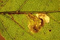 Stigmella catharticella