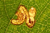 Stigmella viscerella