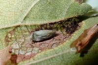 Phyllonorycter schreberella