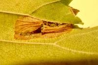 Phyllonorycter schreberella