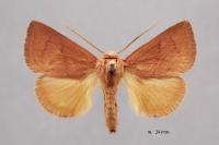 Hoyosia codeti