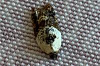Acleris variegana