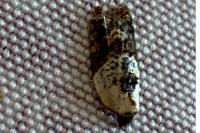 Acleris variegana