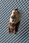 Acleris variegana