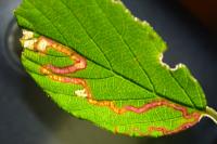 Stigmella aurella