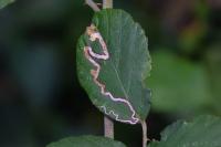 Stigmella aurella