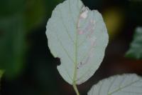 Stigmella aurella