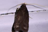 Lecithocera nigrana