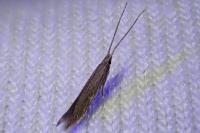 Coleophora