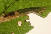 Phyllonorycter maestingella