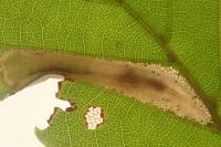 Phyllonorycter maestingella