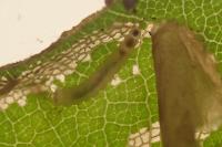 Phyllonorycter maestingella