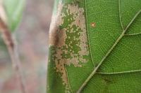 Phyllonorycter maestingella