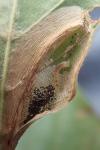 Phyllonorycter maestingella