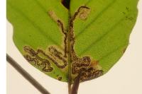 Stigmella hemargyrella