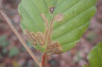 Stigmella hemargyrella