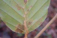 Stigmella hemargyrella