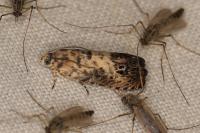Pammene fasciana
