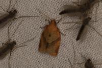 Clepsis consimilana