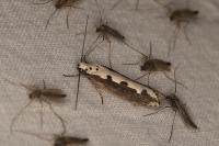 Ethmia bipunctella