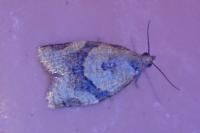 Clepsis consimilana