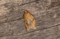 Clepsis consimilana