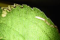 Ectoedemia atricollis