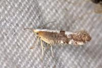 Argyresthia spinosella