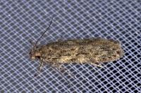 Gelechia muscosella