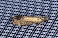 Glyphipterix thrasonella