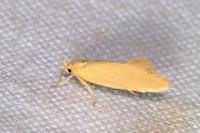 Crassa tinctella