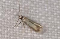 Coptotriche marginea