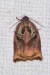 Archips podana