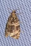 Celypha lacunana