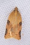 Clepsis spectrana