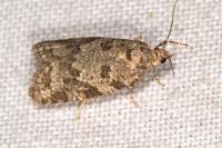 Cnephasia