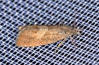 Dichrorampha acuminatana
