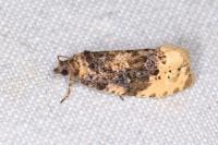 Hedya ochroleucana