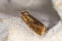 Ptycholoma lecheana