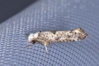 Paraswammerdamia albicapitella