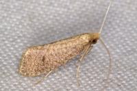 Nematopogon