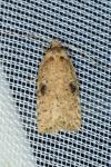 Agonopterix propinquella