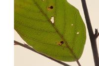 Bucculatrix frangutella