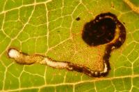 Bucculatrix frangutella