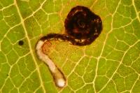 Bucculatrix frangutella