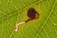 Bucculatrix frangutella