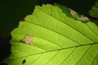 Parornix devoniella