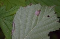 Parornix devoniella