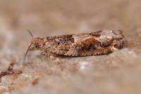 Crocidosema plebejana